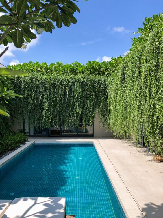 Swimming Pool Decoration Ideas: Striking Hanging Garden