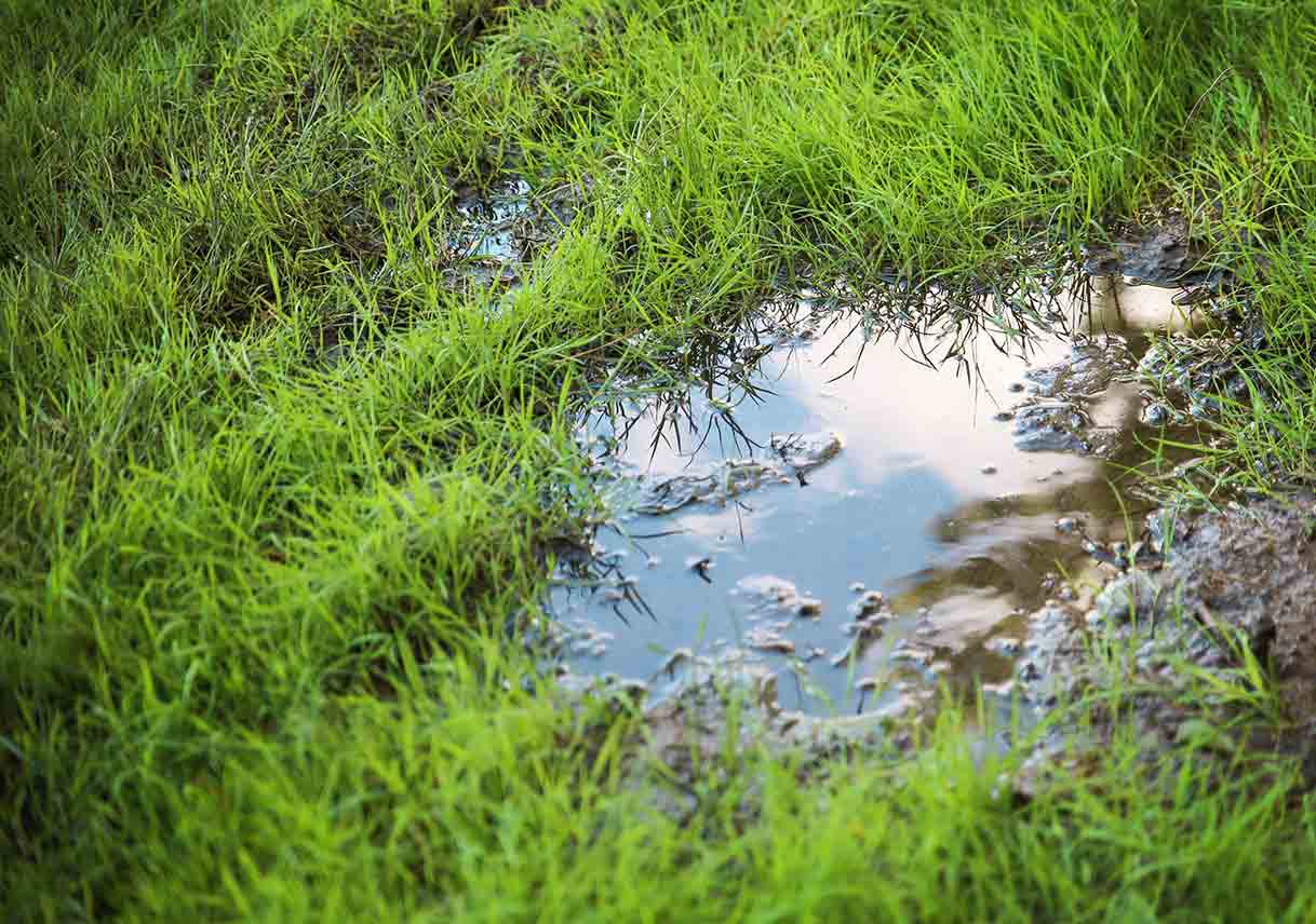 How to Fix Stagnant Water in the Backyard