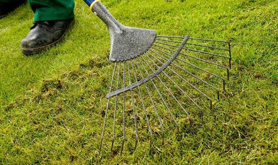 How to Manage Backyard Lawn 4