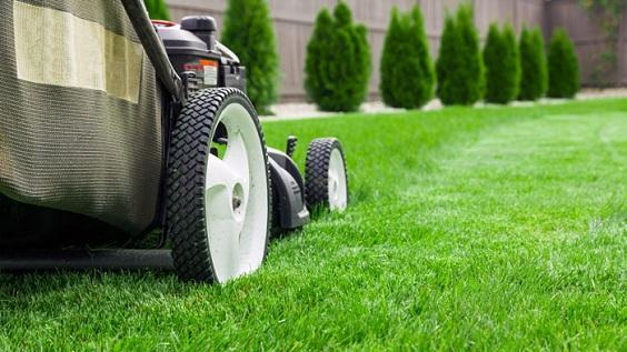 How to Manage Backyard Lawn 6
