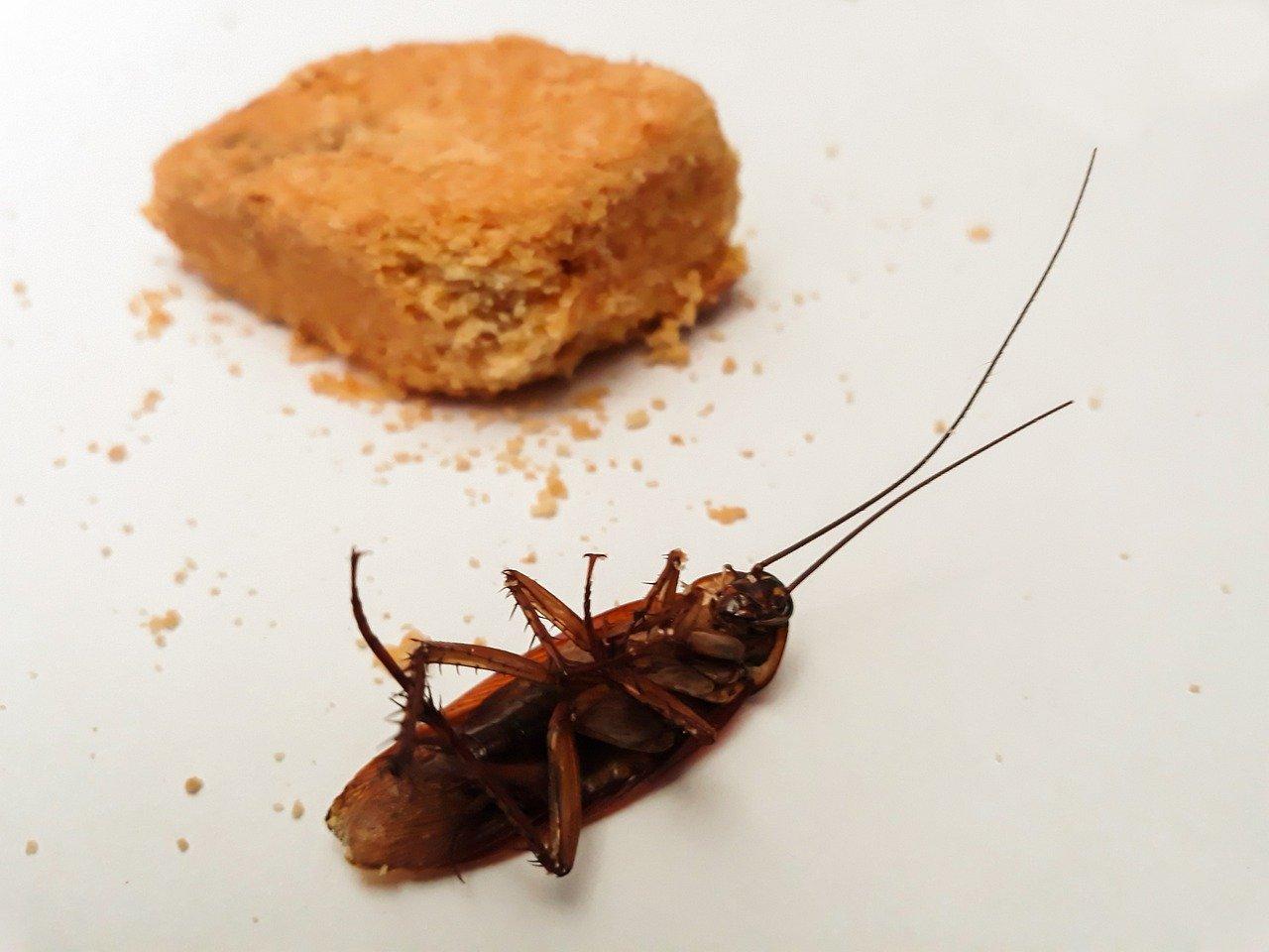 The Top 3 Benefits of Cockroach Control in Home Maintenance