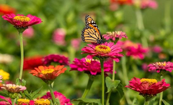 Learn How to Make a Butterfly Garden in Your Own Backyard